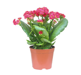 Red kalanchoe flower in a brown pot, house plants isolated on white, Flower gift, This has clipping path. .