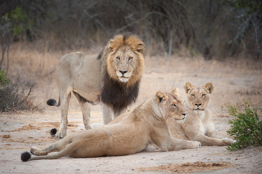 A horizontal, full length, colour photograph of one large male lion, Panthera leo, and two lionesses in the Greater Kruger Transfrontier Park, South Africa.