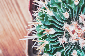 Closeup cactus stem showing sharp spines, top view. Areoles cactus with prickles, flat lay.