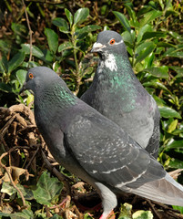 Feral pigeons feeding in urban house garden on seed.