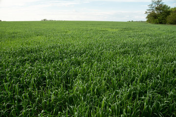 Fresh green field of wheat. landscape with sky and trees