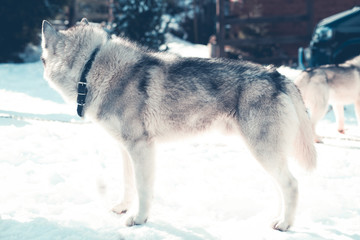 Grey wolf husky in the snow
