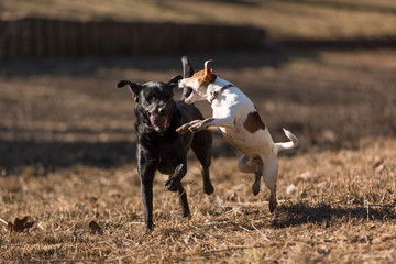 Labrador and Jack russel