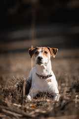 Jack russel