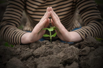 little sprout and female hands holds green leaves