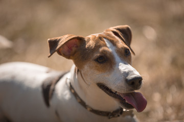 Jack russel