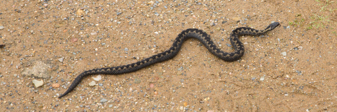 Adder snake on coast path in Devon UK early spring having just come out of hibernation panoramic view