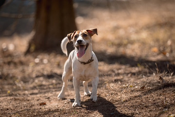 Jack russel