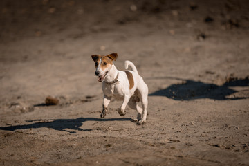 Jack russel