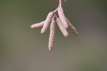 Italian alder (Alnus cordata) flowers