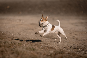 Jack russel