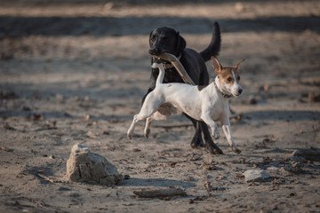 Labrador and Jack russel
