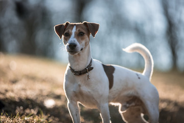 Jack russel
