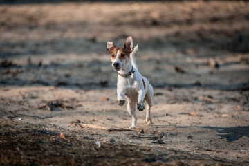 Jack russel
