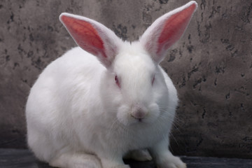 Rabbit in studio