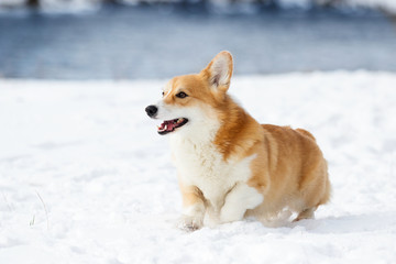 welsh corgi dog running outdoors in the snow