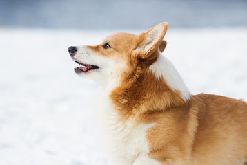 welsh corgi dog routdoors in the snow