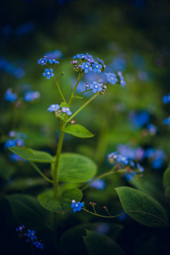 Brunnera macrophylla