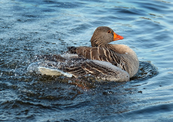 Greylag Goose preening and washing in fresh weater lake.