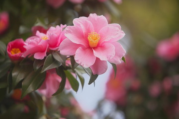 Fototapeta premium ピンクの椿の森