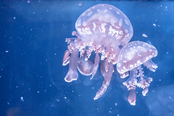 Spotted jelly fish swimming in the aquarium