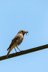 bird Black redstart with insect in beak