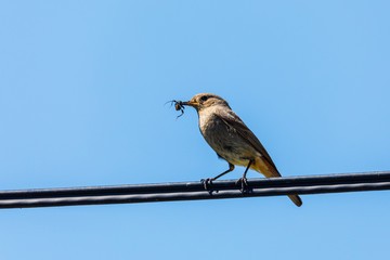 bird Black redstart with insect in beak