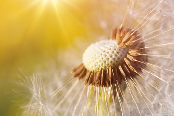 Obraz premium Dandelion flower in spring
