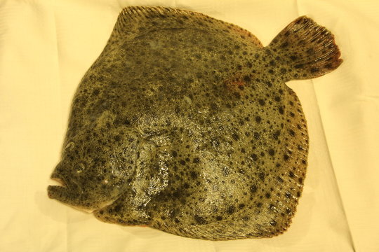 Steinbutt