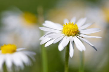Obraz na płótnie Canvas small spring daisy flower