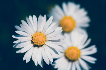 small spring daisy flower