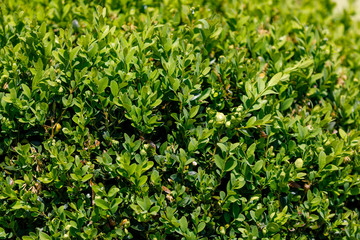 green leaf texture for background use