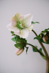 beautiful blossoming Helleborus white single flower on the grey wall background, close up view 