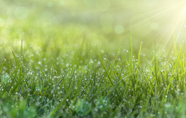 Frash green grass with dew drops closeup. Soft focus