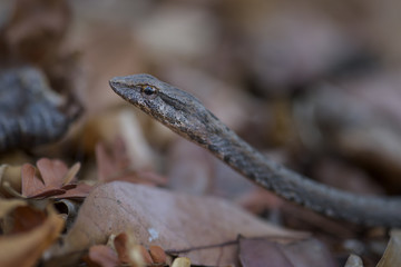 Mimophis mahfalensis - beautiful endemic snake for Madagascar dry forest, Kirindy.