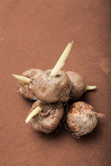 A heap of sprouted seeds on a brown background, vertically.