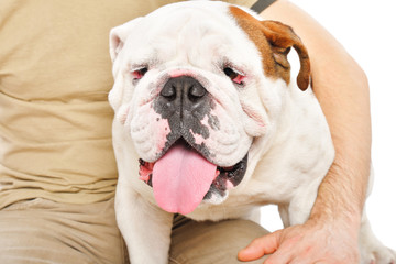 Portrait of a cute English bulldog in the embrace of his owner, isolated on white background