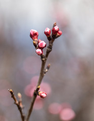 flowers in the buds on a tree branch
