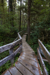Fototapeta premium Beautiful wooden path thru the vibrant and green rain forest located near Tofino in Vancouver Island, British Columbia, Canada.