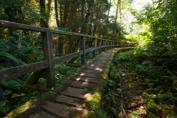 Path in the woods