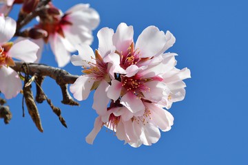 Flores de almendro
