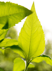 Young leaves on an indoor plant