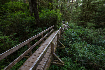 Beautiful wooden path thru the vibrant and green rain forest located near Tofino in Vancouver Island, British Columbia, Canada.