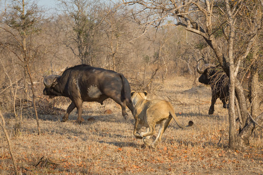 A horizontal, colour photograph of a lioness, Panthera leo, running after a large Cape buffalo, Syncerus caffer, in the Greater Kruger Transfrontier Park, South Africa.