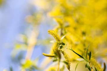 Yellow flowers on willow branches in spring