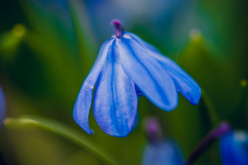 Scilla Cebulica blue flower - obrazy, fototapety, plakaty