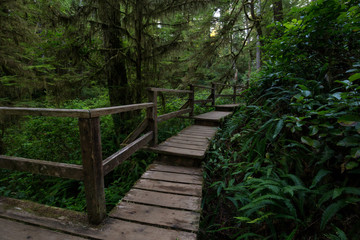 Fototapeta premium Beautiful wooden path thru the vibrant and green rain forest located near Tofino in Vancouver Island, British Columbia, Canada.