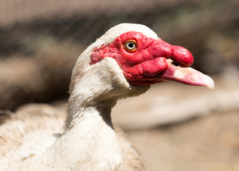 Portrait of a white goose on a farm