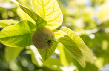 Quince on the tree in the garden