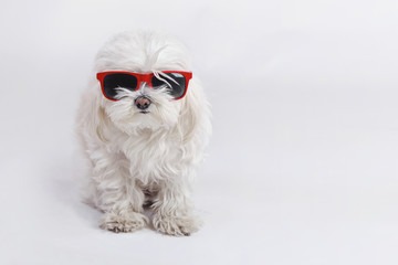 perro gracioso con gafas de sol